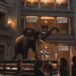 Could there be a huge elephant in your boardroom?