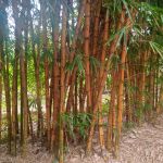 Growing bamboo to provide an affordable source of energy