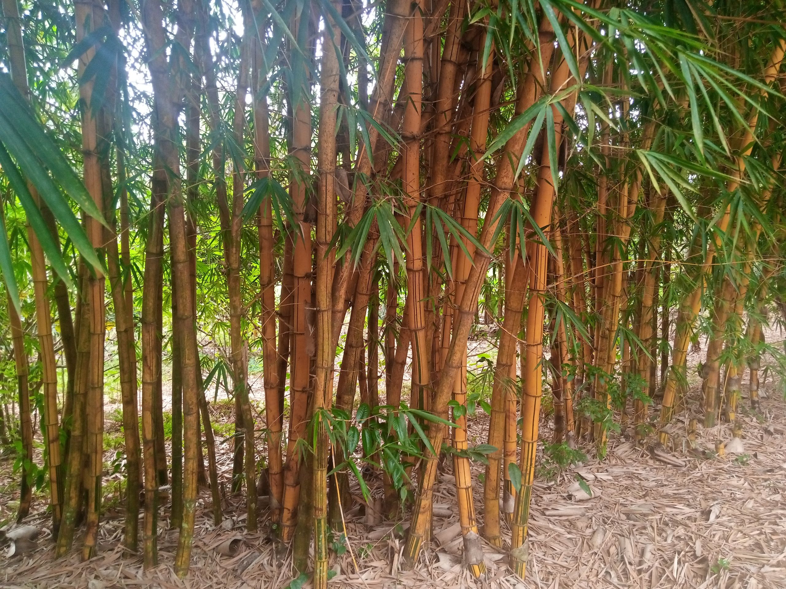 bamboo kvf
